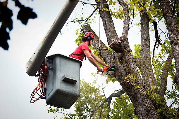 Best Arborist Consultation Services  in Wimauma, FL